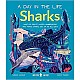 Sharks (A Day in the Life): What Do Great Whites, Hammerheads, and Whale Sharks Get Up To All Day?