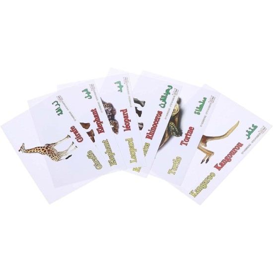Educational Cards with Jungle animal Pictures for Kids Educational Cards with Jungle animal Pictures for Kids