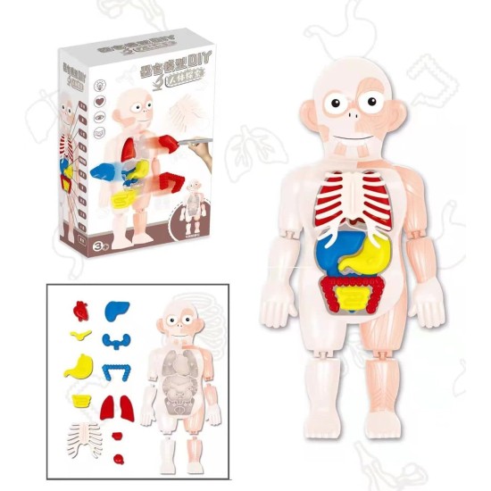 Flex Value Children Toy Human Body Model, Kids Educational Science Toy, Learning Human Body Parts, Human Body and its parts to learn for Boy and Girls Flex Value Children Toy Human Body Model, Kids Educational Science Toy, Learning Human Body Parts, Human Body and its parts to learn for Boy and Girls