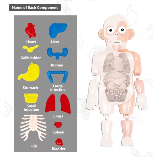 Flex Value Children Toy Human Body Model, Kids Educational Science Toy, Learning Human Body Parts, Human Body and its parts to learn for Boy and Girls Flex Value Children Toy Human Body Model, Kids Educational Science Toy, Learning Human Body Parts, Human Body and its parts to learn for Boy and Girls