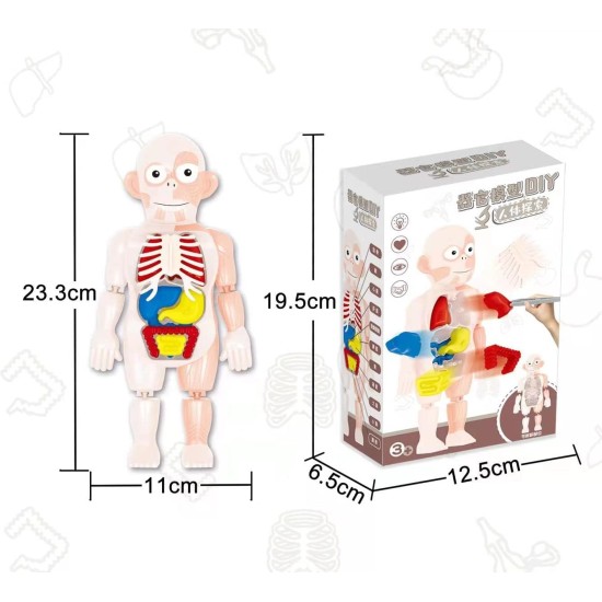 Flex Value Children Toy Human Body Model, Kids Educational Science Toy, Learning Human Body Parts, Human Body and its parts to learn for Boy and Girls Flex Value Children Toy Human Body Model, Kids Educational Science Toy, Learning Human Body Parts, Human Body and its parts to learn for Boy and Girls