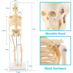GAESHOW 45cm Mini Human Skeleton Anatomy Skeleton Model with Moving Arms Legs and Support Human Skeleton Anatomy PVC Model for Medical Learning Education