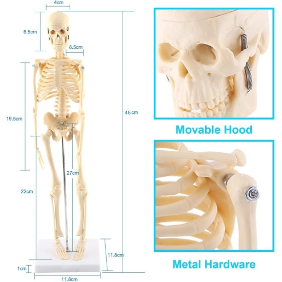 GAESHOW 45cm Mini Human Skeleton Anatomy Skeleton Model with Moving Arms Legs and Support Human Skeleton Anatomy PVC Model for Medical Learning Education GAESHOW 45cm Mini Human Skeleton Anatomy Skeleton Model with Moving Arms Legs and Support Human Skeleton Anatomy PVC Model for Medical Learning Education