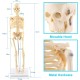 GAESHOW 45cm Mini Human Skeleton Anatomy Skeleton Model with Moving Arms Legs and Support Human Skeleton Anatomy PVC Model for Medical Learning Education GAESHOW 45cm Mini Human Skeleton Anatomy Skeleton Model with Moving Arms Legs and Support Human Skeleton Anatomy PVC Model for Medical Learning Education