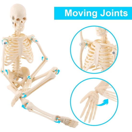 GAESHOW 45cm Mini Human Skeleton Anatomy Skeleton Model with Moving Arms Legs and Support Human Skeleton Anatomy PVC Model for Medical Learning Education GAESHOW 45cm Mini Human Skeleton Anatomy Skeleton Model with Moving Arms Legs and Support Human Skeleton Anatomy PVC Model for Medical Learning Education