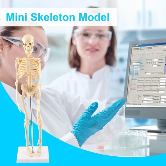 GAESHOW 45cm Mini Human Skeleton Anatomy Skeleton Model with Moving Arms Legs and Support Human Skeleton Anatomy PVC Model for Medical Learning Education GAESHOW 45cm Mini Human Skeleton Anatomy Skeleton Model with Moving Arms Legs and Support Human Skeleton Anatomy PVC Model for Medical Learning Education