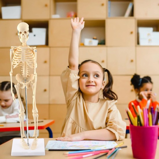GAESHOW 45cm Mini Human Skeleton Anatomy Skeleton Model with Moving Arms Legs and Support Human Skeleton Anatomy PVC Model for Medical Learning Education GAESHOW 45cm Mini Human Skeleton Anatomy Skeleton Model with Moving Arms Legs and Support Human Skeleton Anatomy PVC Model for Medical Learning Education