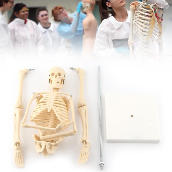 GAESHOW 45cm Mini Human Skeleton Anatomy Skeleton Model with Moving Arms Legs and Support Human Skeleton Anatomy PVC Model for Medical Learning Education GAESHOW 45cm Mini Human Skeleton Anatomy Skeleton Model with Moving Arms Legs and Support Human Skeleton Anatomy PVC Model for Medical Learning Education