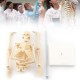 GAESHOW 45cm Mini Human Skeleton Anatomy Skeleton Model with Moving Arms Legs and Support Human Skeleton Anatomy PVC Model for Medical Learning Education GAESHOW 45cm Mini Human Skeleton Anatomy Skeleton Model with Moving Arms Legs and Support Human Skeleton Anatomy PVC Model for Medical Learning Education