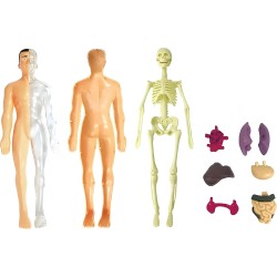 Human Body Model Organs and Bones Easy Assembly Learning Tool Kit Anatomy Model Display STEM Educational 29 Removable Body Parts skeleton Medical science experiment kit for kids