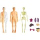 Human Body Model Organs and Bones Easy Assembly Learning Tool Kit Anatomy Model Display STEM Educational 29 Removable Body Parts skeleton Medical science experiment kit for kids Human Body Model Organs and Bones Easy Assembly Learning Tool Kit Anatomy Model Display STEM Educational 29 Removable Body Parts skeleton Medical science experiment kit for kids