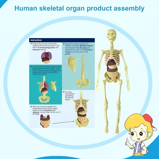 Human Body Model Organs and Bones Easy Assembly Learning Tool Kit Anatomy Model Display STEM Educational 29 Removable Body Parts skeleton Medical science experiment kit for kids Human Body Model Organs and Bones Easy Assembly Learning Tool Kit Anatomy Model Display STEM Educational 29 Removable Body Parts skeleton Medical science experiment kit for kids