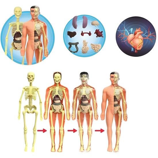 Human Body Model Organs and Bones Easy Assembly Learning Tool Kit Anatomy Model Display STEM Educational 29 Removable Body Parts skeleton Medical science experiment kit for kids Human Body Model Organs and Bones Easy Assembly Learning Tool Kit Anatomy Model Display STEM Educational 29 Removable Body Parts skeleton Medical science experiment kit for kids