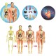 Human Body Model Organs and Bones Easy Assembly Learning Tool Kit Anatomy Model Display STEM Educational 29 Removable Body Parts skeleton Medical science experiment kit for kids Human Body Model Organs and Bones Easy Assembly Learning Tool Kit Anatomy Model Display STEM Educational 29 Removable Body Parts skeleton Medical science experiment kit for kids