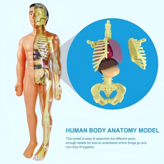 Human Body Model Organs and Bones Easy Assembly Learning Tool Kit Anatomy Model Display STEM Educational 29 Removable Body Parts skeleton Medical science experiment kit for kids Human Body Model Organs and Bones Easy Assembly Learning Tool Kit Anatomy Model Display STEM Educational 29 Removable Body Parts skeleton Medical science experiment kit for kids