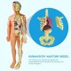 Human Body Model Organs and Bones Easy Assembly Learning Tool Kit Anatomy Model Display STEM Educational 29 Removable Body Parts skeleton Medical science experiment kit for kids Human Body Model Organs and Bones Easy Assembly Learning Tool Kit Anatomy Model Display STEM Educational 29 Removable Body Parts skeleton Medical science experiment kit for kids