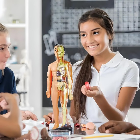 Human Body Model Organs and Bones Easy Assembly Learning Tool Kit Anatomy Model Display STEM Educational 29 Removable Body Parts skeleton Medical science experiment kit for kids Human Body Model Organs and Bones Easy Assembly Learning Tool Kit Anatomy Model Display STEM Educational 29 Removable Body Parts skeleton Medical science experiment kit for kids