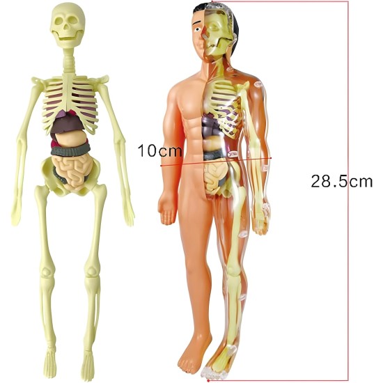Human Body Model Organs and Bones Easy Assembly Learning Tool Kit Anatomy Model Display STEM Educational 29 Removable Body Parts skeleton Medical science experiment kit for kids Human Body Model Organs and Bones Easy Assembly Learning Tool Kit Anatomy Model Display STEM Educational 29 Removable Body Parts skeleton Medical science experiment kit for kids