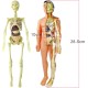 Human Body Model Organs and Bones Easy Assembly Learning Tool Kit Anatomy Model Display STEM Educational 29 Removable Body Parts skeleton Medical science experiment kit for kids Human Body Model Organs and Bones Easy Assembly Learning Tool Kit Anatomy Model Display STEM Educational 29 Removable Body Parts skeleton Medical science experiment kit for kids