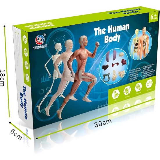 Human Body Model Organs and Bones Easy Assembly Learning Tool Kit Anatomy Model Display STEM Educational 29 Removable Body Parts skeleton Medical science experiment kit for kids Human Body Model Organs and Bones Easy Assembly Learning Tool Kit Anatomy Model Display STEM Educational 29 Removable Body Parts skeleton Medical science experiment kit for kids