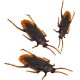 3Pcs Plastic Simulation Cockroach Bug Fly Trick Toy Party Props Fake Decoration 3Pcs Plastic Simulation Cockroach Bug Fly Trick Toy Party Props Fake Decoration