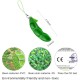Anpole Keyring Extrusion Bean Pea Soybean Stress Relieving Chain Toys Set Of 5 Pieces - Green Anpole Keyring Extrusion Bean Pea Soybean Stress Relieving Chain Toys Set Of 5 Pieces - Green