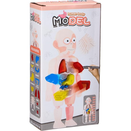 Human body model